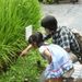 世嬉の一・ミニ田んぼにおたまじゃくし