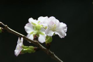20110128 006 20110128 006