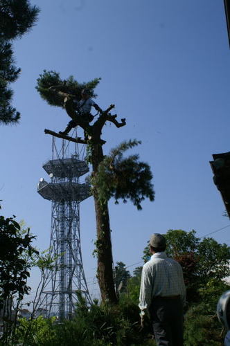 松の木の伐採