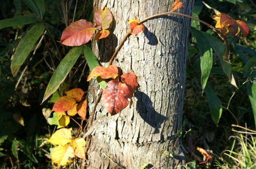 安波山の紅葉