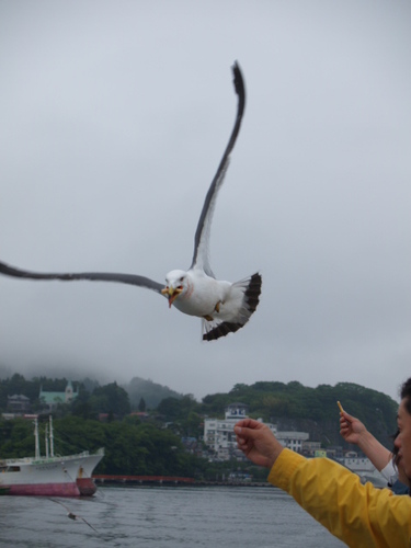 大島航路のウミネコ