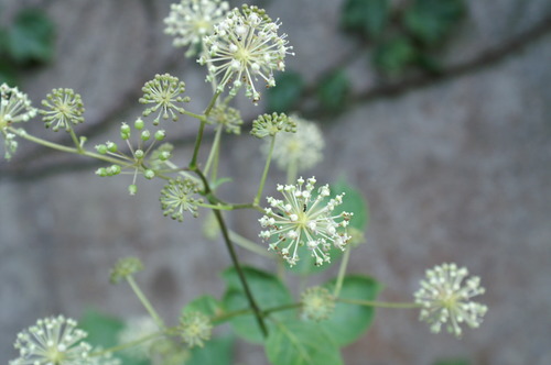 ウドの花