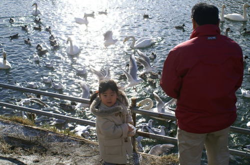 大川の白鳥さん