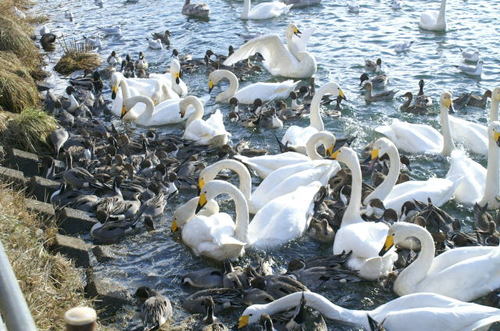 大川の白鳥、鴨