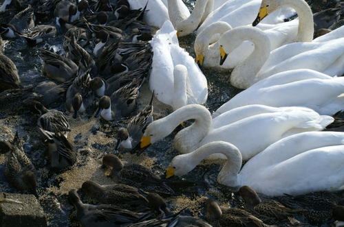 大川の白鳥、鴨