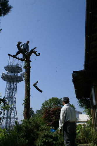 松の木の伐採