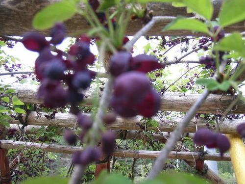 アケビの花