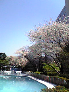 さくら速報〜東京〜