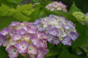 20080707_003