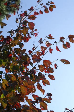 20081111_001