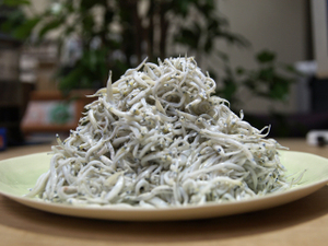 Shirasu2009